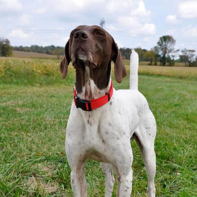 Show full view: SecureAway Dog Flea Collar Protector, 18-26-in, Red slide 4 of 9