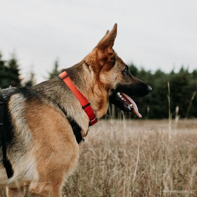 Show full view: SecureAway Dog Flea Collar Protector, 18-26-in, Red slide 5 of 9