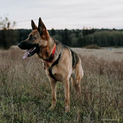 Show full view: SecureAway Dog Flea Collar Protector, 18-26-in, Red slide 6 of 9