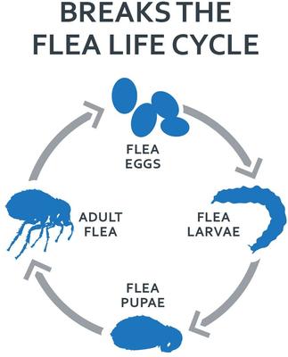 Show full view: Sentry FiproGuard Flea & Tick Spot Treatment for Cats, 3 Doses (3-mos. supply) slide 5 of 11
