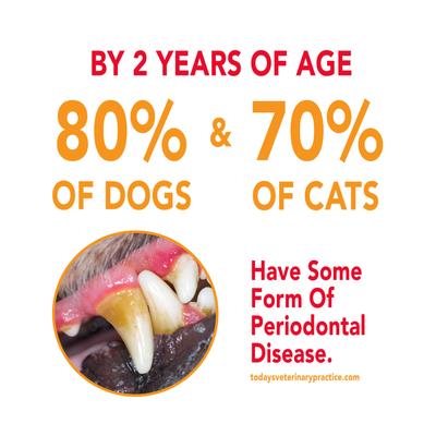 Show full view: Sentry Petrodex Veterinary Strength Enzymatic Poultry Flavor Dog Toothpaste, 6.2-oz slide 6 of 11