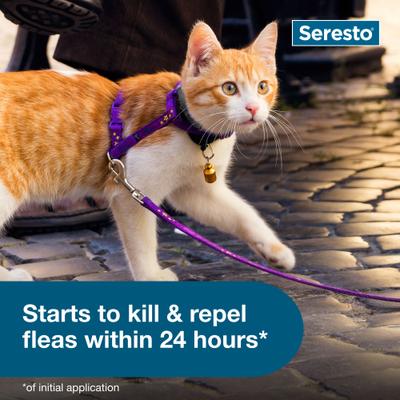 Show full view: Seresto Flea & Tick Collar for Cats, 2 Collars (16-mos. supply) slide 8 of 10