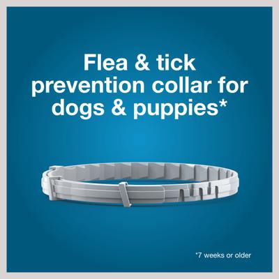 Show full view: Seresto Flea & Tick Collar for Dogs, up to 18-lbs, 1 Collar (8-mos. supply) slide 4 of 9