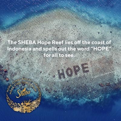 Show full view: Sheba Perfect Portions Chicken, Turkey, Tuna & Salmon Variety Pack Grain-Free Pate Wet Cat Food Trays, 2.6-oz tray, case of 48 slide 9 of 11