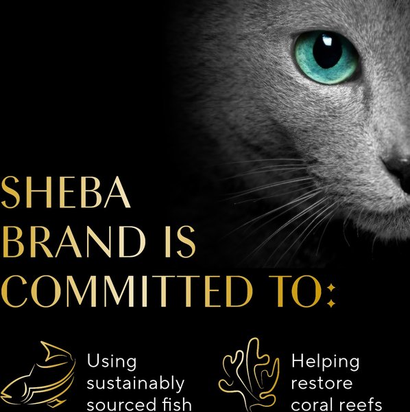 Sheba Selections Filets in Broth Chicken & Tuna Recipe Grain-Free Cat Meal Complement, 1.3-oz tray, case of 12