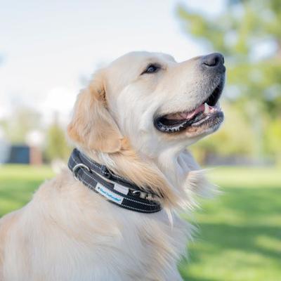 Show full view: Shed Defender Mag-Snap Two Handle Dog Leash, 5-ft, Black slide 4 of 11