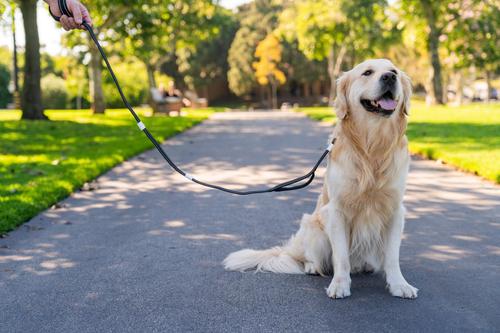 Show full view: Shed Defender Mag-Snap Two Handle Dog Leash, 5-ft, Pink slide 8 of 12