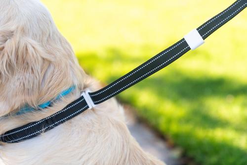 Show full view: Shed Defender Mag-Snap Two Handle Dog Leash, 5-ft, Pink slide 9 of 12