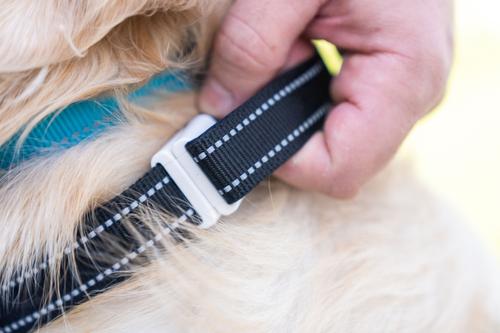 Show full view: Shed Defender Mag-Snap Two Handle Dog Leash, 5-ft, Pink slide 10 of 12