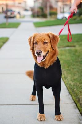 Show full view: Shed Defender Original Dog Onesie, Black, Large slide 6 of 11