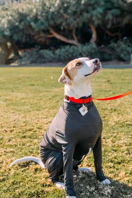 Show full view: Shed Defender Original Dog Onesie, Black, Medium slide 6 of 9