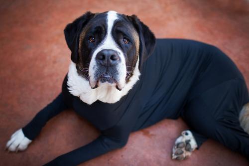 Show full view: Shed Defender Original Dog Onesie, Black, X-Large slide 7 of 10