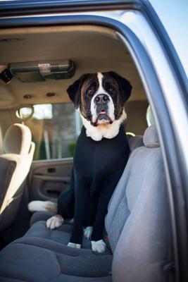 Show full view: Shed Defender Original Dog Onesie, Black, X-Large slide 8 of 10