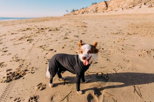 Show full view: Shed Defender Original Dog Onesie, Black, X-Small slide 7 of 10