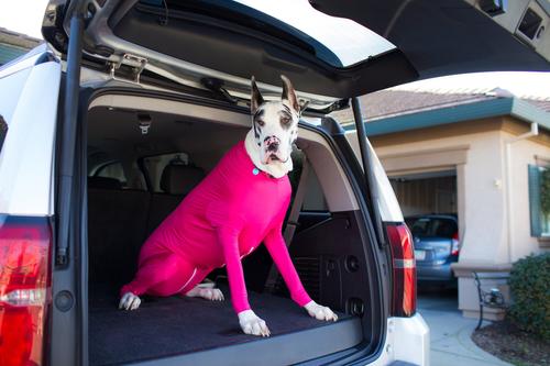 Show full view: Shed Defender Original Dog Onesie, Hot Pink, Large slide 8 of 10