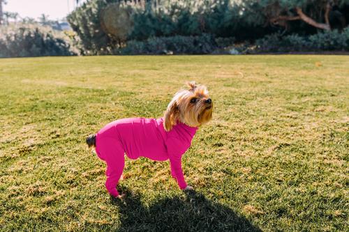 Show full view: Shed Defender Original Dog Onesie, Hot Pink, Small slide 6 of 10