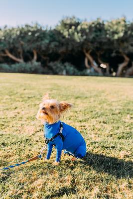Show full view: Shed Defender Original Dog Onesie, Royal Blue, Mini slide 6 of 10