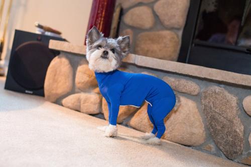 Show full view: Shed Defender Original Dog Onesie, Royal Blue, Mini slide 7 of 10