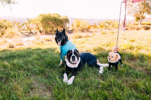 Show full view: Shed Defender Sport Dog Onesie, Columbia Blue, Mini slide 9 of 10
