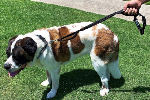 Show full view: Shed Defender Three Handle Bungee Reflective Dog Leash, Black, 4 to 7-ft long, 1-in wide slide 4 of 8