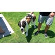 Show in main carousel: Shed Defender Three Handle Bungee Reflective Dog Leash, Black, 4 to 7-ft long, 1-in wide slide 5 of 7