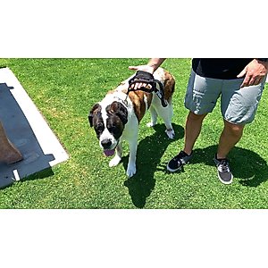Shed Defender Three Handle Bungee Reflective Dog Leash, Black, 4 to 7-ft long, 1-in wide