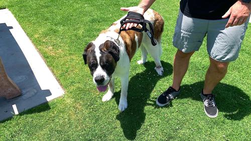 Show full view: Shed Defender Three Handle Bungee Reflective Dog Leash, Black, 4 to 7-ft long, 1-in wide slide 5 of 8