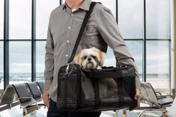 Sherpa Original Deluxe Airline-Approved Dog & Cat Carrier Bag, Black, Large