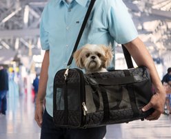 Sherpa Original Deluxe Lattice Print Airline-Approved Dog & Cat Carrier Bag, Black, Large