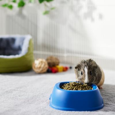 Show full view: Sherwood Pet Health Timothy Pellet Adult Guinea Pig Food, 4.5-lb bag slide 4 of 5