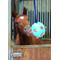 Show in main carousel: Shires Equestrian Products Carrot Ball Horse Toy, Blue slide 1 of 2