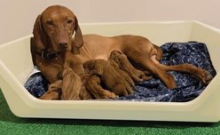 Shirley K's Whelping Dog Box, Beige