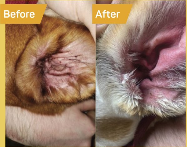 Silver Honey Rapid Ear Care Manuka Honey & MicroSilver BG Vet Strength Dog & Cat Ear Cleaner