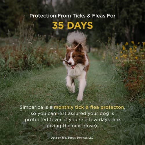 Show full view: Simparica Chewable Tablet for Dogs, 44.1-88 lbs, (Green Box), 6 Chewable Tablets (6-mos. supply) slide 3 of 10