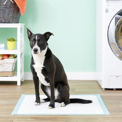 Show full view: Simple Solution Extra Large Training Pads, 28" x 30", 50 count + Fruitables Skinny Minis Pumpkin & Berry Flavor Dog Treats slide 5 of 9