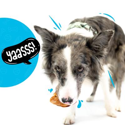 Show full view: Sitka Farms Beef Knee Caps Dog Bones, Large, 12 count slide 5 of 10