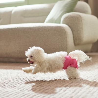 Show full view: Skout's Honor Laundry Booster Stain & Odor Removal Additive + Frisco Washable Female Diaper, Flamingo, X-Small, 3pk slide 9 of 9