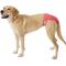 Show in main carousel: Skout's Honor Laundry Booster Stain & Odor Removal Additive + Pet Parents Washable Male & Female Dog Diapers, Princess, Large: 19 to 27-in waist, 3 count slide 8 of 8