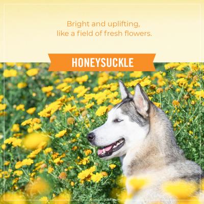 Show full view: Skout's Honor Probiotic Honeysuckle Daily Use Pet Detangler + Hartz Groomer's Best Combo Brush for Dogs & Cats slide 5 of 9