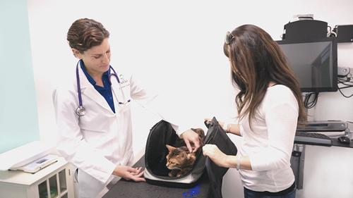 Show full view: Sleepypod Air Cat & Dog Travel Bed & Carrier, One Size, Olive Green slide 7 of 11