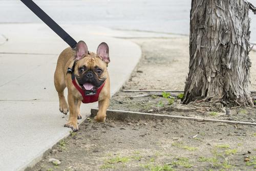 Show full view: Sleepypod Clickit Sport Plus Car Safety Dog Harness, Charcoal Grey, Medium slide 7 of 11