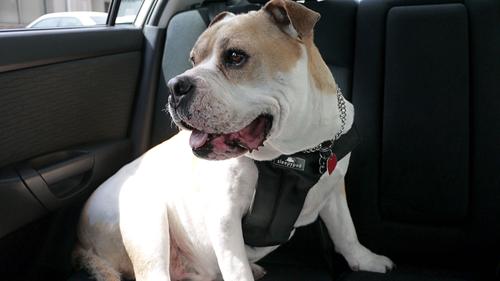 Show full view: Sleepypod Clickit Sport Plus Car Safety Dog Harness, First Blush, Medium slide 6 of 12