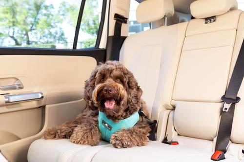 Show full view: Sleepypod Clickit Sport Plus Car Safety Dog Harness, Olive Green, Medium slide 4 of 11