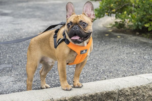 Sleepypod Clickit Sport Plus Safety Dog Harness