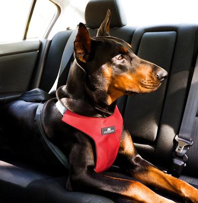 Show full view: Sleepypod Clickit Sport Plus Car Safety Dog Harness, Strawberry Red, Large slide 2 of 11