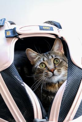 Show full view: Sleepypod Mobile Cat & Dog Car Seat Pet Bed & Carrier, One Size, Olive Green slide 6 of 11