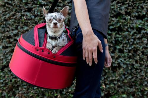 Show full view: Sleepypod Mobile Cat & Dog Car Seat Pet Bed & Carrier, One Size, Robin Egg Blue slide 2 of 11