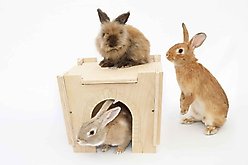 Small Pet Select Hideout Castle Small Pet Habitat, Medium