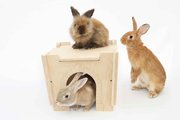 Small Pet Select Hideout Castle Small Pet Habitat, Medium