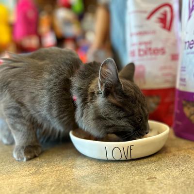 Show full view: Smallbatch Pets Non-GMO Beef Meal Bites Freeze-Dried Cat Food, 10-oz bag slide 8 of 9